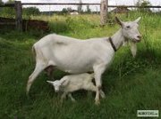 Продаю высоко удойных зааненских коз